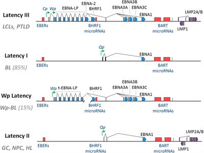 Epstein–Barr Virus-Associated Malignancies: Roles of Viral Oncoproteins in Carcinogenesis